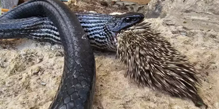 Enorme serpiente en Israel muere al intentar tragar un puercoespín