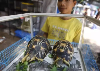 Israelí sentenciado en Madagascar por tráfico de tortugas