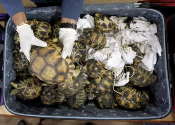 Ilustrativo: un funcionario de aduanas de Malasia sostiene una tortuga exótica contrabandeada desde Madagascar en una conferencia de prensa en la oficina de aduanas de Sepang, Malasia, el 15 de mayo de 2017. (Daniel Chan/AP)