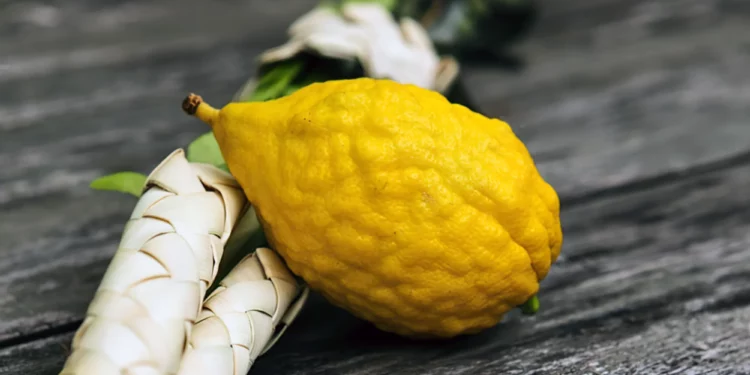 El etrog y su fascinante legado en la historia judía