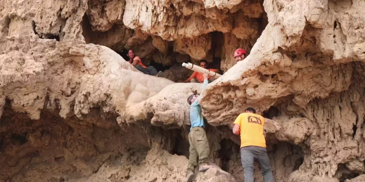 Los arqueólogos retiran con cuidado las espadas de la entrada de la cueva donde fueron descubiertas en el desierto de Judea. (Emil Aladjem/IAA)