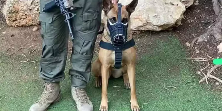 Perro de seguridad capturó a 5 infiltrados ilegales en Israel.