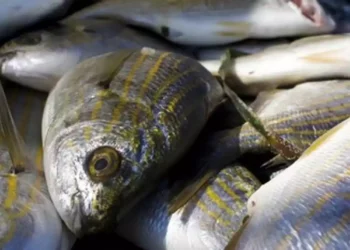 Israel intercepta contrabando de pescado y huevos congelados