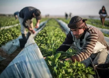 Se considera ingreso de 10.000 palestinos para trabajos agrícolas