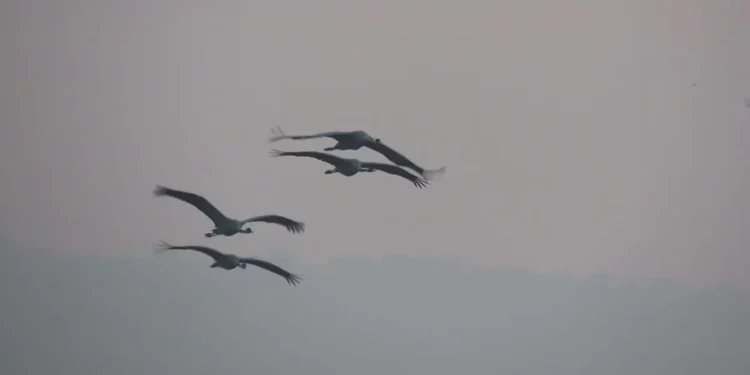 Primeras grullas otoñales llegan a reserva natural del lago Hula