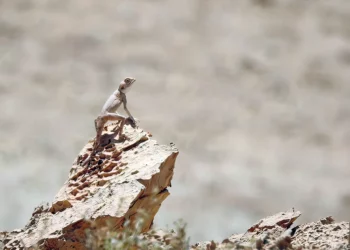 Nueva reserva de biodiversidad inaugurada en el sur de Israel