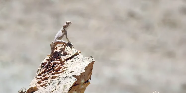 Nueva reserva de biodiversidad inaugurada en el sur de Israel