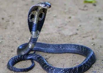 Un niño de 8 años salva la vida matando a una cobra a mordiscos