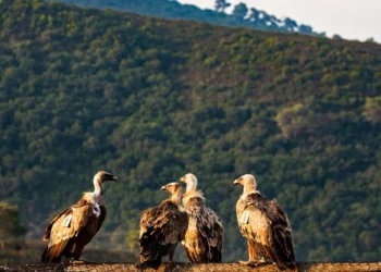 Envenenamiento amenaza supervivencia de buitres leonados en Israel