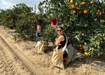 Cristianos cosechan naranjas de Jaffa en apoyo a Israel