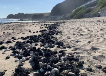 Epidemia que mata a erizos de mar se expande desde el mar Rojo