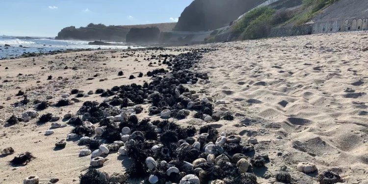 Epidemia que mata a erizos de mar se expande desde el mar Rojo