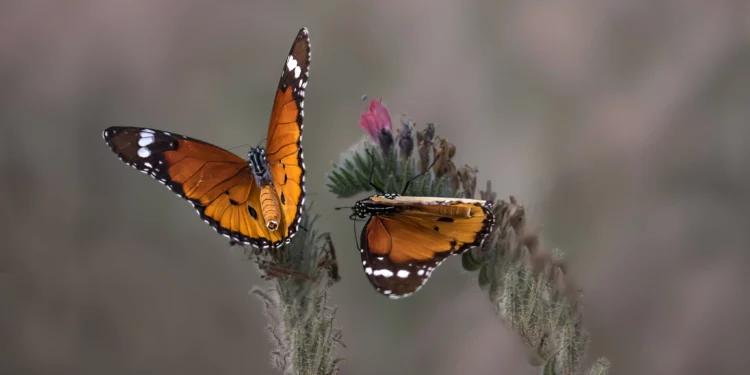 Cada vez menos mariposas: La naturaleza en retirada en Israel