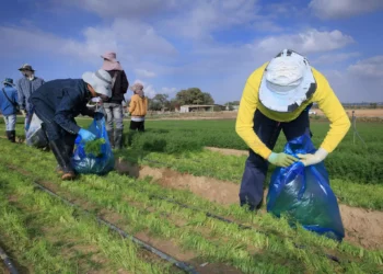 Archivo: Trabajadores extranjeros trabajan en la agricultura cerca de la frontera israelí con la Franja de Gaza, en el sur de Israel, durante la guerra en curso en Gaza, el 25 de diciembre de 2023. (Moshe Shai/Flash90)