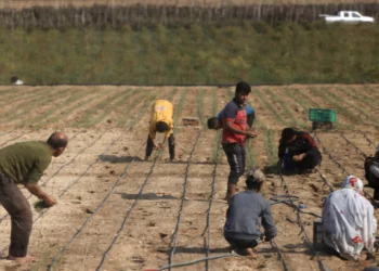 Más de la mitad de tierras agrícolas de Gaza degradadas por la guerra