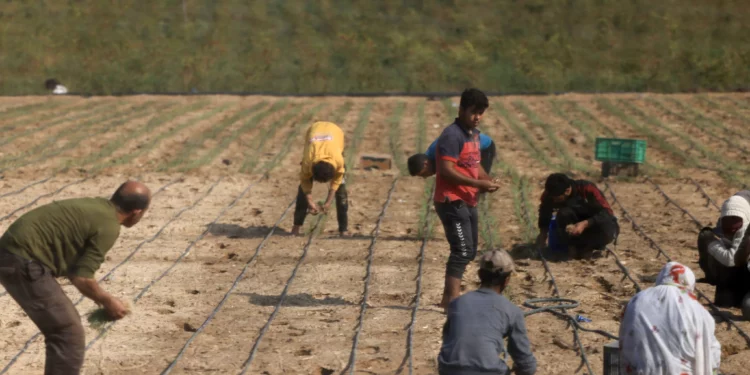 Más de la mitad de tierras agrícolas de Gaza degradadas por la guerra