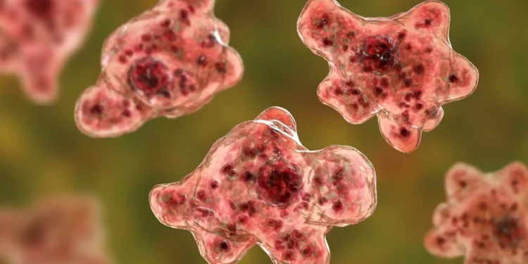 Una ilustración en 3D de la ameba infecciosa devoradora de cerebros, Naegleria fowleri.(iStock)