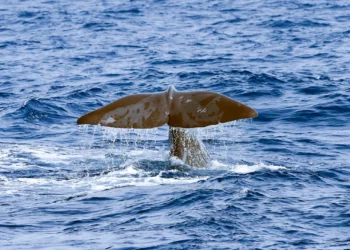 Asombroso viaje de 2,800 km de un cachalote por el Mediterráneo