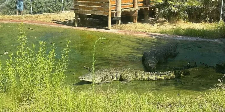 Un cocodrilo en el Zoológico Bíblico de Jerusalén, el 18 de agosto de 2024. (Policía de Israel)