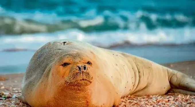 Yulia, la foca monje del Mediterráneo, es vista en la playa de Jaffa, Israel, en mayo de 2023. (Guy Levian, Autoridad de Parques y Naturaleza de Israel)