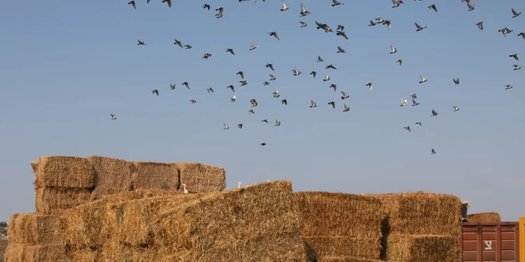 Ilustración: Se observan aves volando sobre una pila de heno en Nahalal, en el valle de Jezreel, el 11 de noviembre de 2019 (Anat Hermony/Flash90)