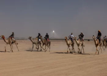 Miembros de la comunidad beduina de Israel participan en la primera carrera de camellos legal del país en el desierto del Néguev, cerca del kibutz Tlalim, el 1 de noviembre de 2024. (Menahem KAHANA / AFP)