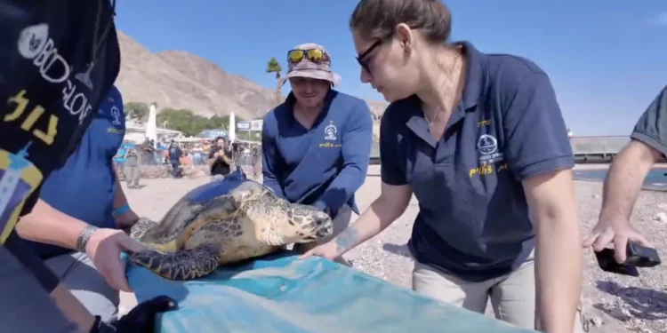 Conservacionistas israelíes liberan tortugas carey en peligro de extinción en el Mar Rojo