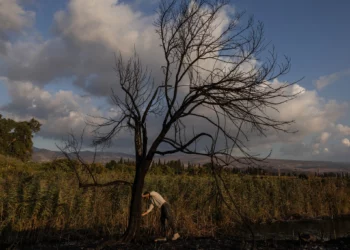 Un empleado de la Autoridad de Parques y Naturaleza de Israel inspecciona un árbol quemado tras un ataque con cohetes desde el Líbano en la reserva natural de Tel Dan, en el norte de Israel, el 4 de noviembre de 2024. (Menahem Kahana/AFP)