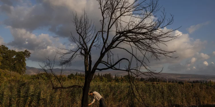 Un empleado de la Autoridad de Parques y Naturaleza de Israel inspecciona un árbol quemado tras un ataque con cohetes desde el Líbano en la reserva natural de Tel Dan, en el norte de Israel, el 4 de noviembre de 2024. (Menahem Kahana/AFP)