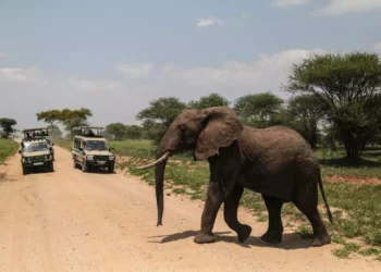 Israelí muere y cinco familiares heridos en accidente de jeep en Tanzania