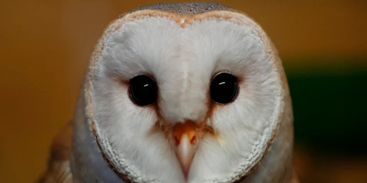 Una lechuza común en el parque zoológico de Ática, cerca de Atenas, el 21 de enero de 2025. (Foto AP/Thanassis Stravrakis)