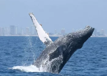 Científicos israelíes hallan similitud entre el lenguaje humano y el canto de ballenas