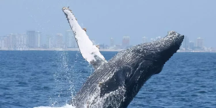 Científicos israelíes hallan similitud entre el lenguaje humano y el canto de ballenas