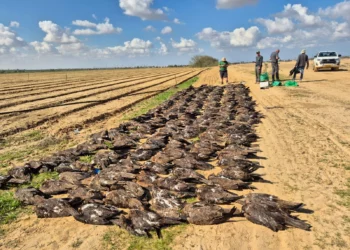 Hallan cientos de aves muertas en Israel