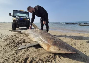 Una tiburón embarazada aparece muerta en una playa del centro de Israel el 17 de febrero de 2025. (Ilya Baskin/Autoridad de Parques y Naturaleza de Israel)