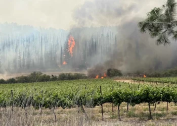 Incendios arrasan las colinas de Jerusalén el 30 de abril de 2025 (Servicio de Bomberos y Rescate)