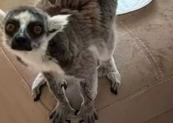 Policía incauta lémur y animales exóticos en vivienda de Netanya