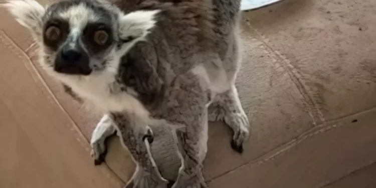 Policía incauta lémur y animales exóticos en vivienda de Netanya