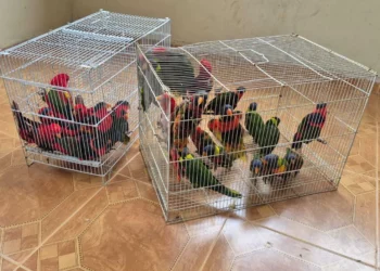 Devuelven 36 loros robados al Zoológico Bíblico de Jerusalén