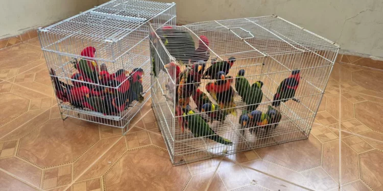 Devuelven 36 loros robados al Zoológico Bíblico de Jerusalén