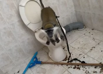 La policía incauta a un mono atado en un baño en Tuba-Zangariyye