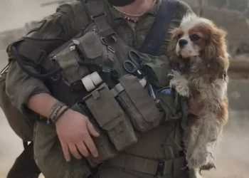 Perro secuestrado por Hamás rescatado por las FDI en Gaza