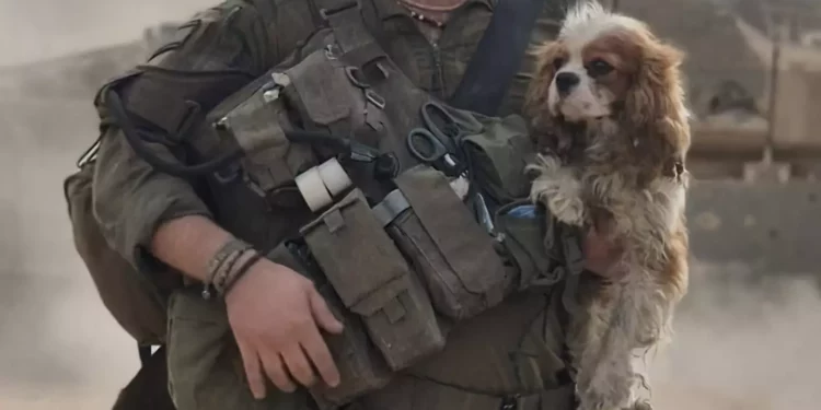 Perro secuestrado por Hamás rescatado por las FDI en Gaza