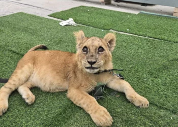 Policía rescata cachorro de león en Tira por tráfico ilegal