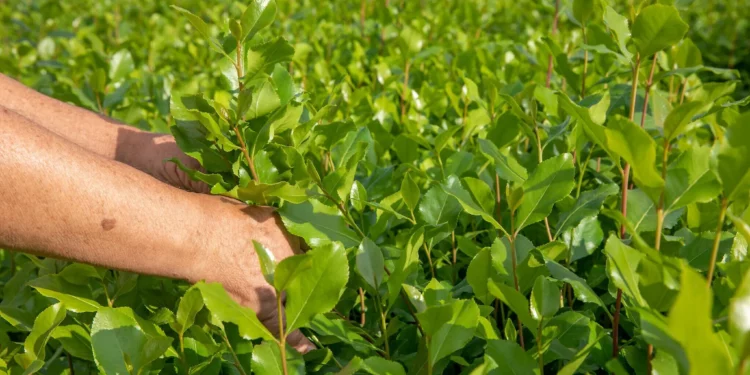 El jefe militar Hutí estaba masticando khat cuando fue blanco de un ataque israelí