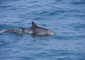 Tres generaciones de delfines avistados frente a la costa de Tel Aviv el 1 de junio de 2025. (Cortesía/Meytal Markovich)