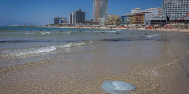 La temporada de medusas ha comenzado en la costa mediterránea de Israel