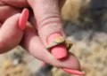 Encuentran joyas de oro a centímetros de tumbas romanas en Galilea