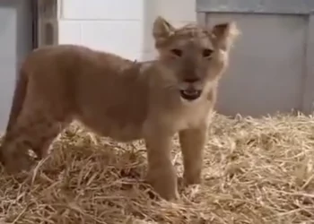 Un cachorro de león recuperado del patio de una casa en la ciudad palestina de Abu Dis, Judea y Samaria, el 26 de julio de 2025. (Autoridad de Naturaleza y Parques de Israel)