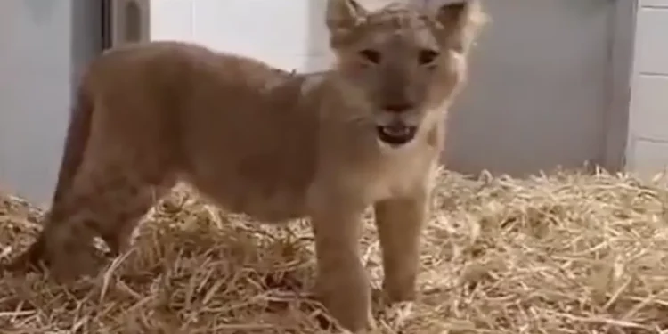 Un cachorro de león recuperado del patio de una casa en la ciudad palestina de Abu Dis, Judea y Samaria, el 26 de julio de 2025. (Autoridad de Naturaleza y Parques de Israel)